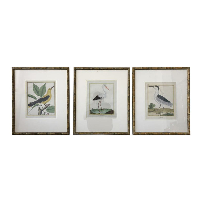 Bamboo Francois Nicholas Martinet Bird Prints