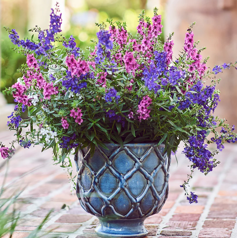 Vinci Criss Cross Planter, French Blue, Small